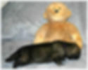 2 wks old -photo from Sherry Drebnicki, Cedar's breeder