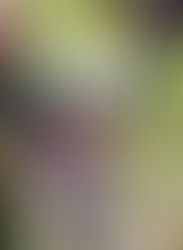 The Height of Perpetual Love