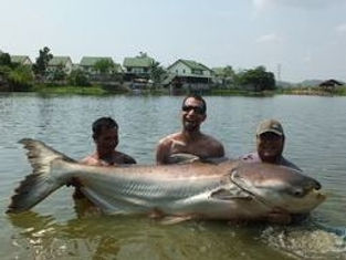 Mekong Catfish Palm Tree Lagoon Fishing in Thailand