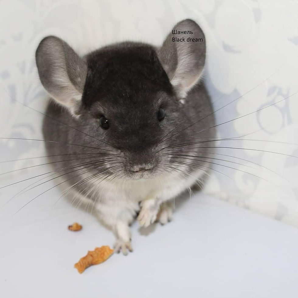 Chinchilla Colors/Mutations Sunshine Chinchillas