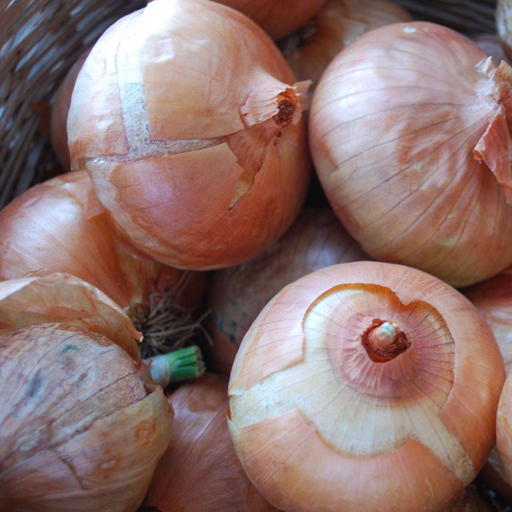 Cipolle ramate* 0.5 kg