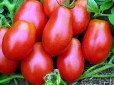 Tomato - San Marzano