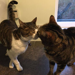 original?tenant=vbu-digital