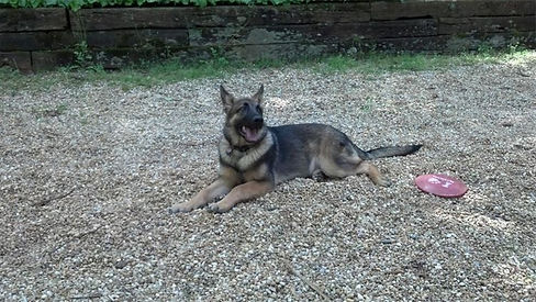 V Diamondburg german shepherd puppy