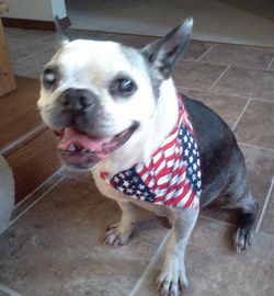 Buster Brown Dog Bandanas