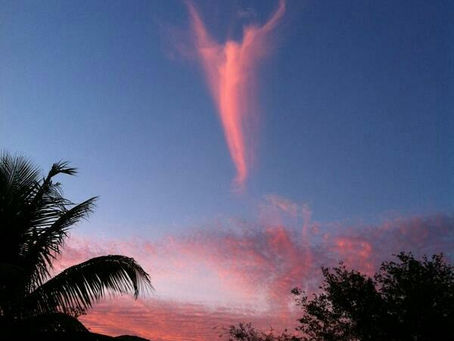 Dementia and Flower Essences