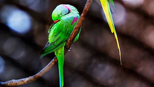 original?tenant=vbu-digital