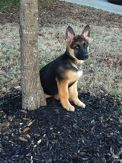 V Diamondburg german shepherd puppy