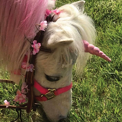 unicorn