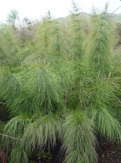 Elegia Capensis