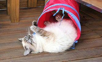 Chat qui joue dans un tunnel, Pension pour chats Le Youpicat Palace, Nord-Pas-de-Calais, Lille, Lomme, Lambersart 59, 62, www.le-youpicat-palace.com