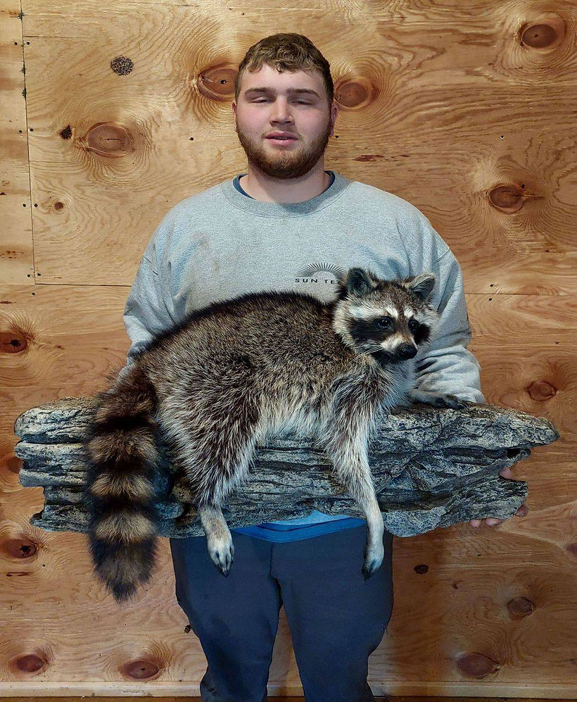 Raccoon