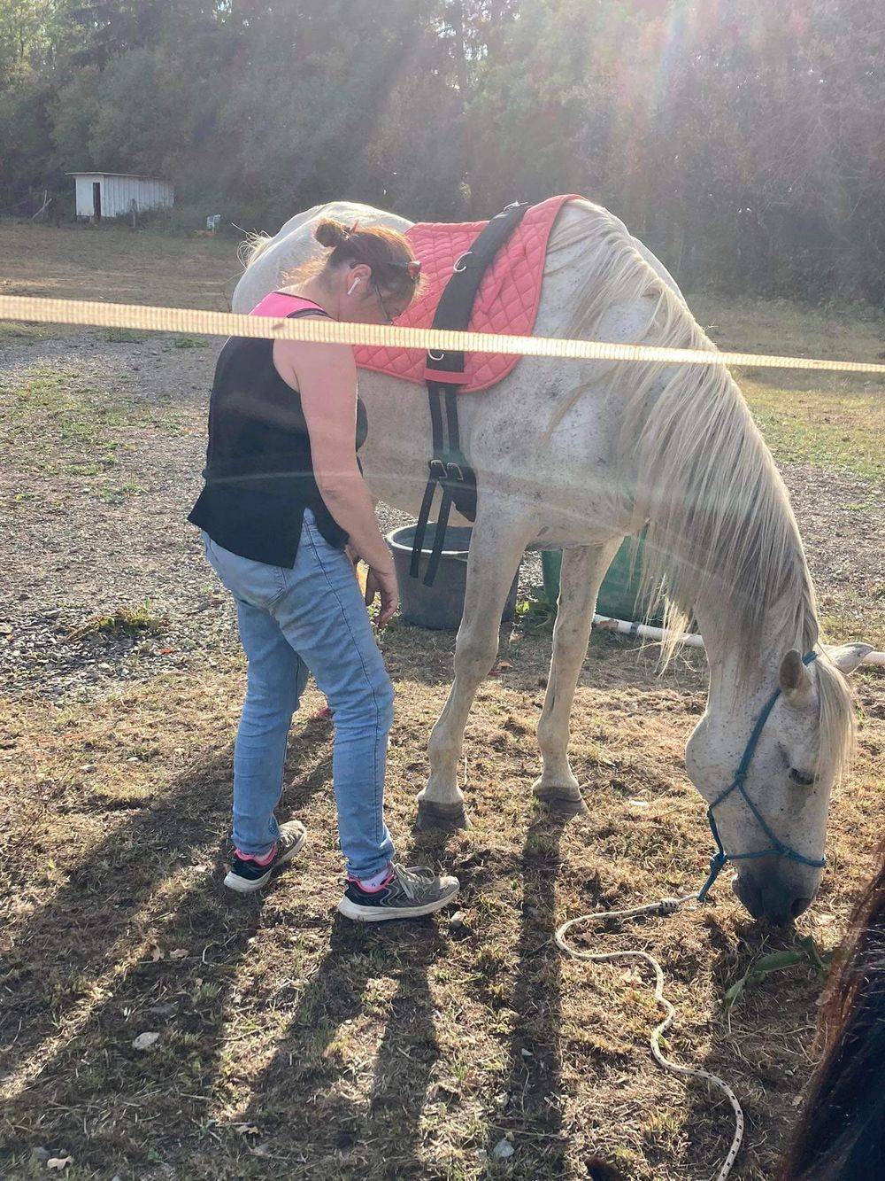 Les chevaux gardent une activité adaptée à leur âge