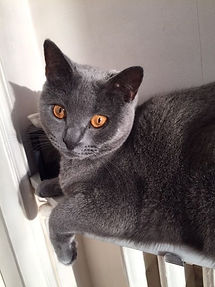 original?tenant=vbu-digital