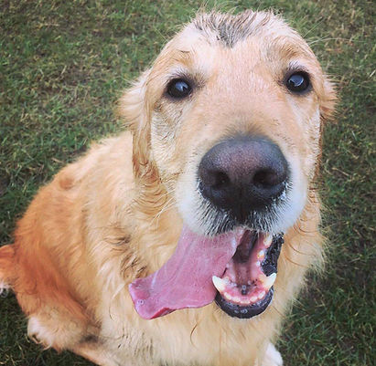 Dog Walking Northampton, Golden Retriever muddy from walk