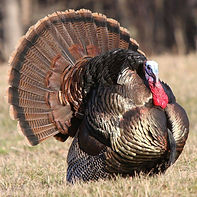 Called in Turkey