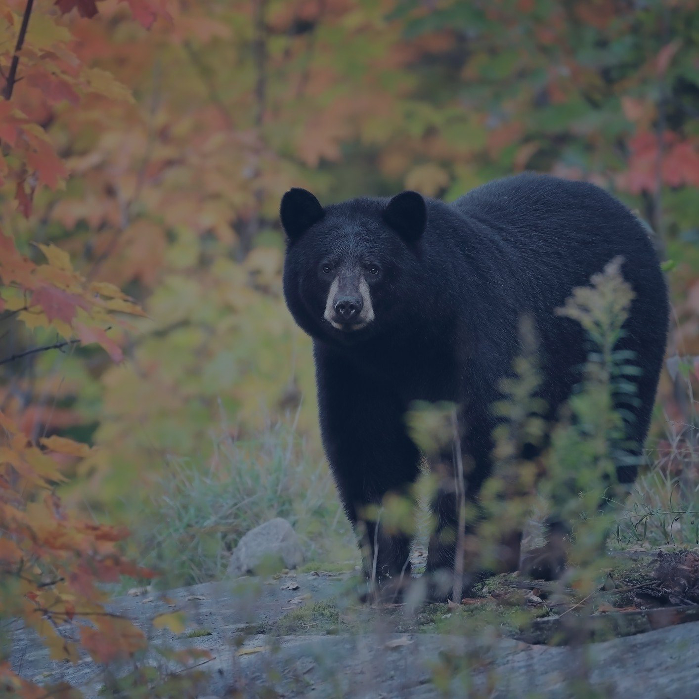 Forfaits de chasse aux oiseaux au petit gibier — Agnew Lake Outfitters – Agnew Lake Outfitters