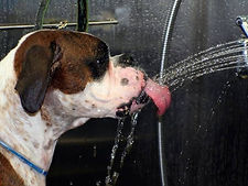Boxer bath is play time