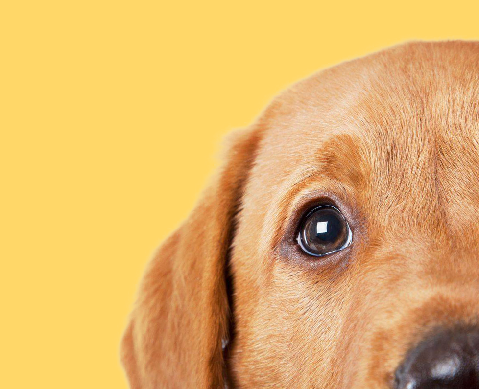 close-up of a dog's face