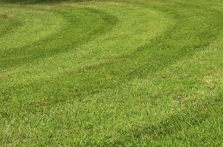 A freshly mowed lawn with a curved stripe pattern