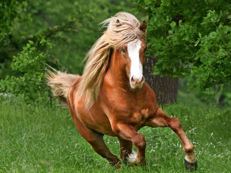 Gulliver frá Flagbjarnarholti