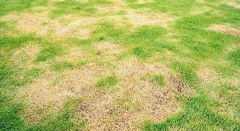 Lawn Pest Control