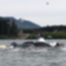Humpback Whales feeding in Port Frederick