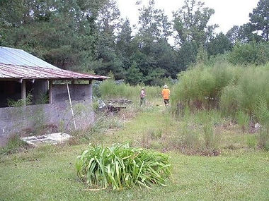 field in need of brush cutting