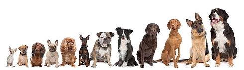 dog training, tantallon, halifax, nova scotia