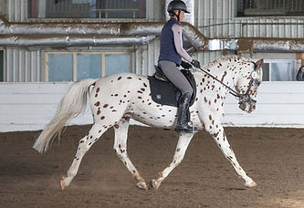 Pyx dressage