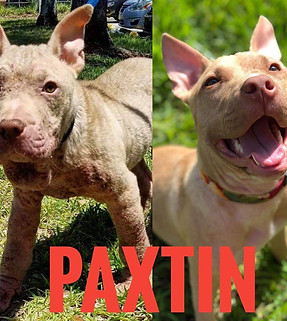 Paxtin - beige mixed breed dog