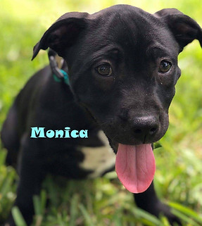 Monica - black and white mixed breed dog