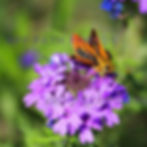 photography, nature, butterflies, wild flowers, moths, pollen, spring, insects