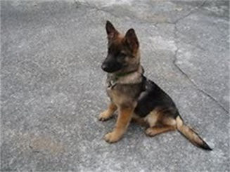 V Diamondburg german shepherd puppy