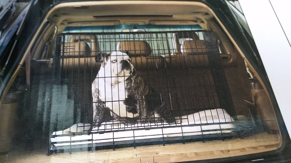 Training Crates $49.99-169.99 Sm,Med,Lg,EX lg,Giant