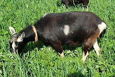 Nigerian Dwarf Does page 2