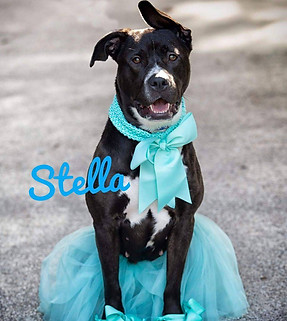 Stella - black and white mixed breed dog