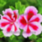 photography, nature, flowers, oil painting, plants, brush strokes, gardening