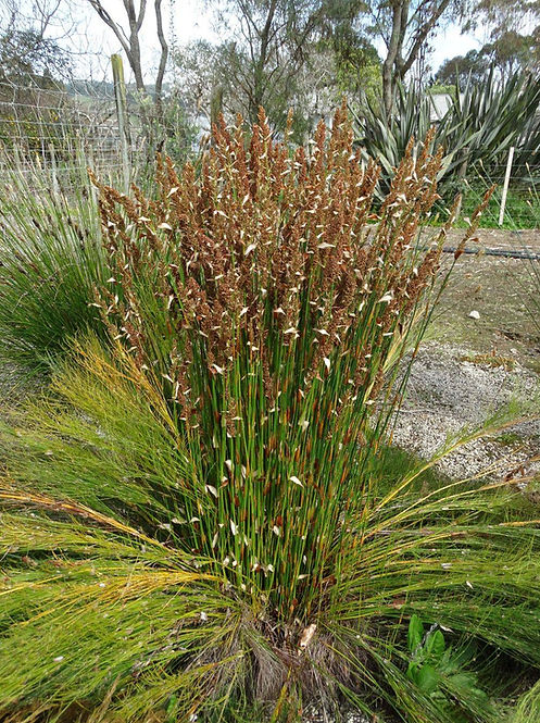 Elegia Equisetacea