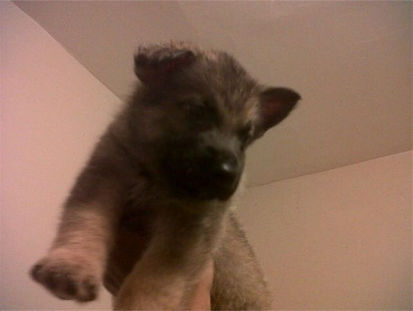 V Diamondburg german shepherd puppy