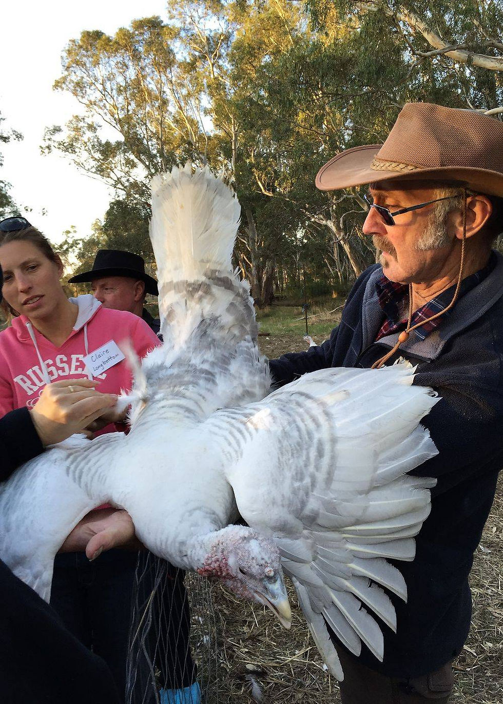 Blue Palm turkey hen.
