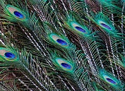 Close up of green and blue of peacock feathers