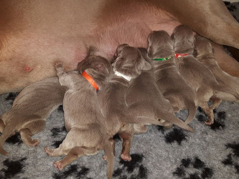 Lloyd en Jillz zijn op 13 november trotse ouders geworden van puppy's!