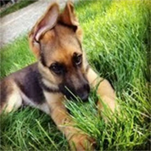 V Diamondburg german shepherd puppy
