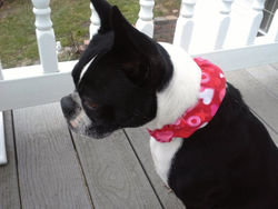 Valentine Day Dog Bandanas