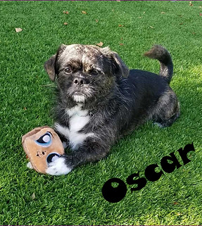 Oscar - small wire hared black and white dog