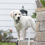 Aisling Labradors logo