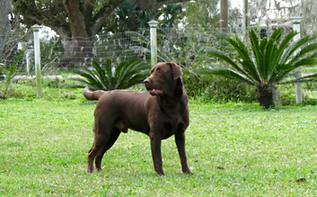 Little Cain at Aisling - Retired