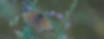 bgImage