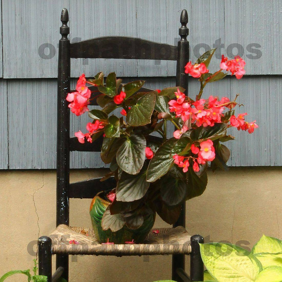 photography, flowers, outside, chairs, gardens, unusual potted plants,